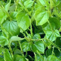 ketumpang air(suruhan)