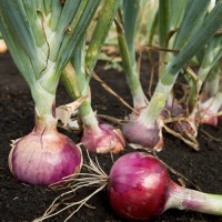 bawang merah