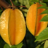 belimbing manis( boh lime’ng sagoe)