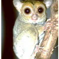 Tarsius atau mentilin