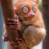 Tarsius Peleng
