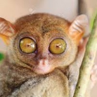Tarsius
