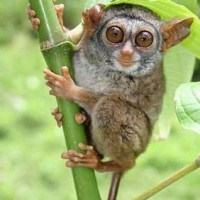 Tarsius Siau