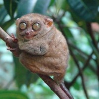Tarsius, Tangkasi, Kera Hantu