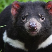 Tasmania devil