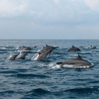 Teluk Kiluan