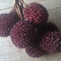 Tenggaring dari Kalimantan Tengah!