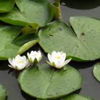 Teratai