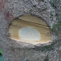Tetractomia tetandra Craib