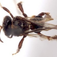 Trigons laeviceps