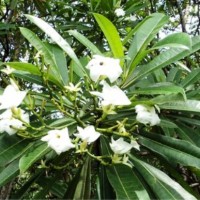 The Suicide Tree Tanaman Paling Mematikan – The Suicide Tree
