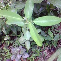 Tanaman Menari