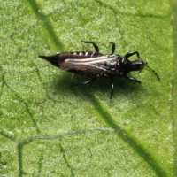 hama thrips