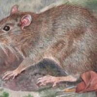 tikus berduri