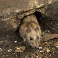 Tikus Got
