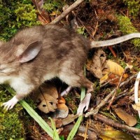 Tikus Hidung Babi