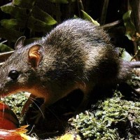 tikus pohon