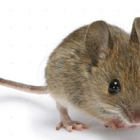 Tikus putih
