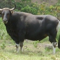 BANTENG