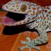 Tokek