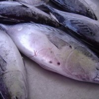 Tongkol