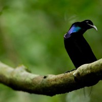 Toowa Cemerlang / Magnificent Riflebird