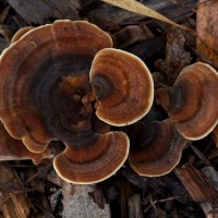 Jamur Trametes sp