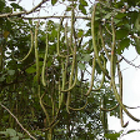 Trengguli (Bali)