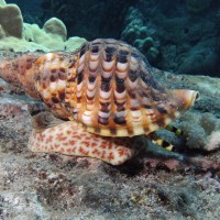 Triton Terompet atau Timbuhing