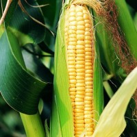Jagung