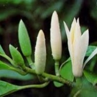 Karakteristik Spesifik Ordo Magnoliales