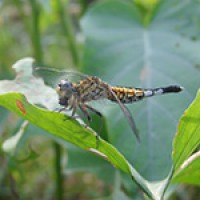 Acisoma panorpoides