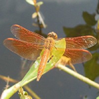 Brachythemis contaminata