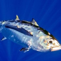Tuna mata besar