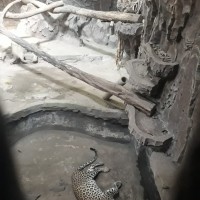 Macan Tutul