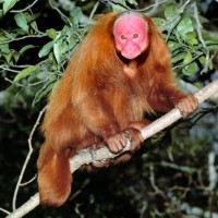 uakari