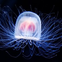 Turritopsis nutricula, Ubur-ubur Yang Abadi