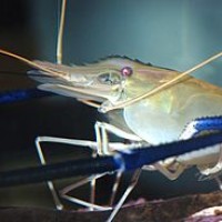 Udang Galah