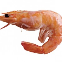 Nutrisi Yang Terkandung Dalam Udang
