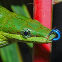 Ular Bajing / Gonyosoma oxycephalum
