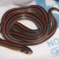 Ular Birang / Oligodon octolineatus