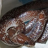 Ular Cecak / Lycodon capucinus