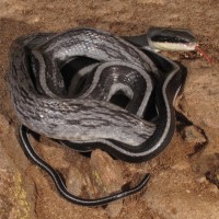 Ular Goa / Orthriophis taeniurus grabowskyi
