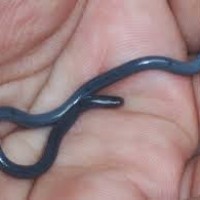Ular Kawat / Ramphotyphlops braminus
