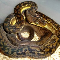 Ular sanca Kembang / Python reticulatus