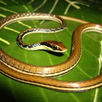 Ular Tambang / Dendrelaphis pictus