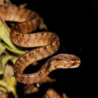 Ular Siput / Pareas carinatus
