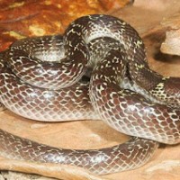 Ular Genteng/Ular Cicak