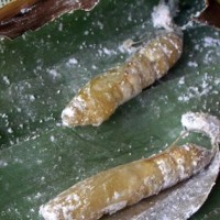 ulat penggulung daun pisang