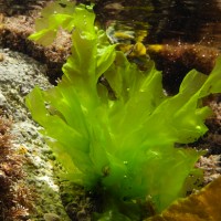 Ulva lactuca